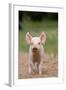 Domestic Pig, Large White x Landrace x Duroc, freerange piglet, standing-Paul Sawer-Framed Photographic Print