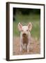 Domestic Pig, Large White x Landrace x Duroc, freerange piglet, standing-Paul Sawer-Framed Photographic Print