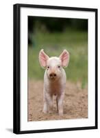 Domestic Pig, Large White x Landrace x Duroc, freerange piglet, standing-Paul Sawer-Framed Photographic Print