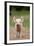 Domestic Pig, Large White x Landrace x Duroc, freerange piglet, standing-Paul Sawer-Framed Photographic Print