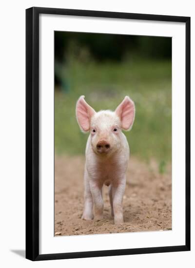 Domestic Pig, Large White x Landrace x Duroc, freerange piglet, standing-Paul Sawer-Framed Photographic Print