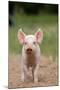 Domestic Pig, Large White x Landrace x Duroc, freerange piglet, standing-Paul Sawer-Mounted Photographic Print