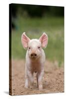 Domestic Pig, Large White x Landrace x Duroc, freerange piglet, standing-Paul Sawer-Stretched Canvas