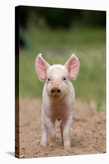 Domestic Pig, Large White x Landrace x Duroc, freerange piglet, standing-Paul Sawer-Stretched Canvas