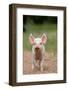 Domestic Pig, Large White x Landrace x Duroc, freerange piglet, standing-Paul Sawer-Framed Photographic Print