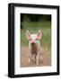 Domestic Pig, Large White x Landrace x Duroc, freerange piglet, standing-Paul Sawer-Framed Photographic Print