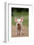 Domestic Pig, Large White x Landrace x Duroc, freerange piglet, standing-Paul Sawer-Framed Photographic Print