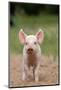Domestic Pig, Large White x Landrace x Duroc, freerange piglet, standing-Paul Sawer-Mounted Photographic Print