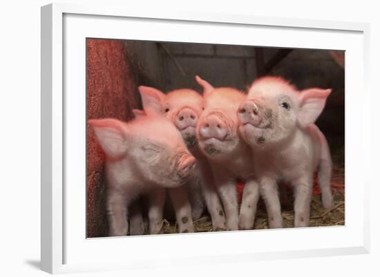 Domestic Pig, Middle White piglets, standing under heat lamp, England-John Eveson-Framed Photographic Print