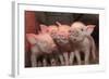 Domestic Pig, Middle White piglets, standing under heat lamp, England-John Eveson-Framed Photographic Print