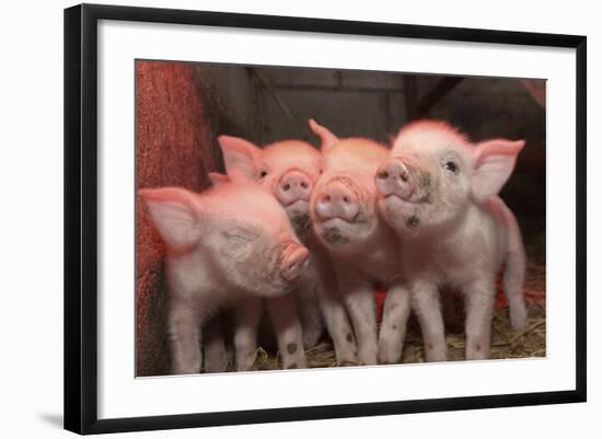 Domestic Pig, Middle White piglets, standing under heat lamp, England-John Eveson-Framed Photographic Print