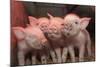 Domestic Pig, Middle White piglets, standing under heat lamp, England-John Eveson-Mounted Photographic Print