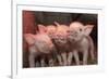 Domestic Pig, Middle White piglets, standing under heat lamp, England-John Eveson-Framed Photographic Print