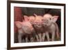 Domestic Pig, Middle White piglets, standing under heat lamp, England-John Eveson-Framed Photographic Print