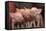 Domestic Pig, Middle White piglets, standing under heat lamp, England-John Eveson-Framed Stretched Canvas