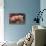 Domestic Pig, Middle White piglets, standing under heat lamp, England-John Eveson-Stretched Canvas displayed on a wall