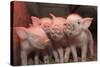 Domestic Pig, Middle White piglets, standing under heat lamp, England-John Eveson-Stretched Canvas