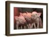 Domestic Pig, Middle White piglets, standing under heat lamp, England-John Eveson-Framed Photographic Print