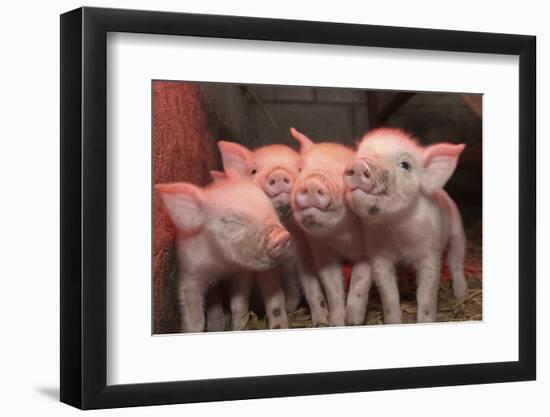 Domestic Pig, Middle White piglets, standing under heat lamp, England-John Eveson-Framed Photographic Print