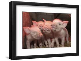 Domestic Pig, Middle White piglets, standing under heat lamp, England-John Eveson-Framed Photographic Print