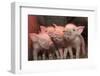 Domestic Pig, Middle White piglets, standing under heat lamp, England-John Eveson-Framed Photographic Print