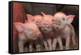 Domestic Pig, Middle White piglets, standing under heat lamp, England-John Eveson-Framed Stretched Canvas