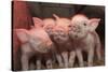 Domestic Pig, Middle White piglets, standing under heat lamp, England-John Eveson-Stretched Canvas