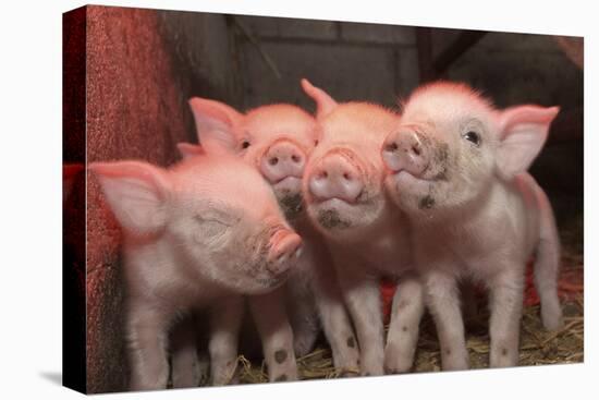 Domestic Pig, Middle White piglets, standing under heat lamp, England-John Eveson-Stretched Canvas