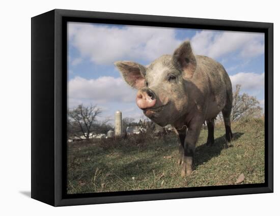Domestic Pig (Mixed Breed) USA-Lynn M^ Stone-Framed Stretched Canvas
