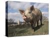 Domestic Pig (Mixed Breed) USA-Lynn M^ Stone-Stretched Canvas