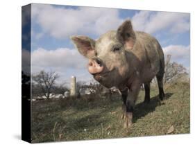 Domestic Pig (Mixed Breed) USA-Lynn M^ Stone-Stretched Canvas