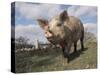 Domestic Pig (Mixed Breed) USA-Lynn M^ Stone-Stretched Canvas