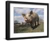 Domestic Pig (Mixed Breed) USA-Lynn M^ Stone-Framed Premium Photographic Print