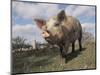 Domestic Pig (Mixed Breed) USA-Lynn M^ Stone-Mounted Premium Photographic Print