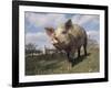 Domestic Pig (Mixed Breed) USA-Lynn M^ Stone-Framed Photographic Print