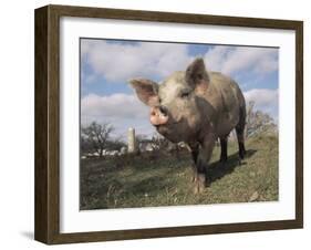 Domestic Pig (Mixed Breed) USA-Lynn M^ Stone-Framed Photographic Print