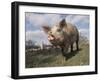 Domestic Pig (Mixed Breed) USA-Lynn M^ Stone-Framed Photographic Print