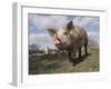 Domestic Pig (Mixed Breed) USA-Lynn M^ Stone-Framed Photographic Print