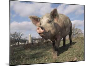 Domestic Pig (Mixed Breed) USA-Lynn M^ Stone-Mounted Photographic Print