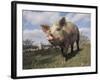 Domestic Pig (Mixed Breed) USA-Lynn M^ Stone-Framed Photographic Print