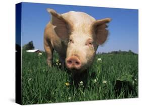 Domestic Pig Portrait, USA-Lynn M. Stone-Stretched Canvas