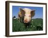 Domestic Pig Portrait, USA-Lynn M. Stone-Framed Photographic Print