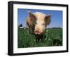 Domestic Pig Portrait, USA-Lynn M. Stone-Framed Photographic Print