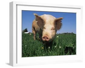 Domestic Pig Portrait, USA-Lynn M. Stone-Framed Photographic Print