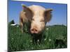 Domestic Pig Portrait, USA-Lynn M. Stone-Mounted Photographic Print