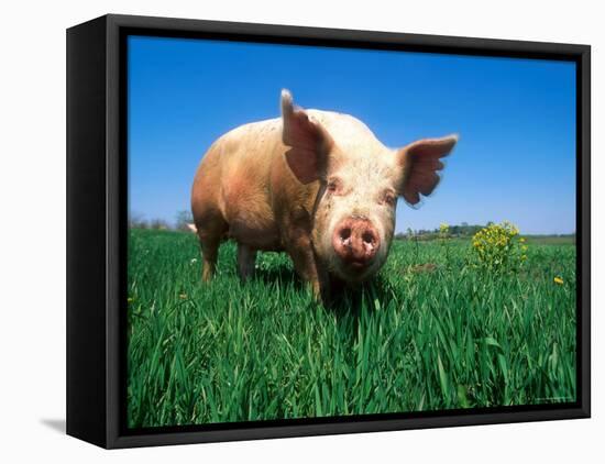 Domestic Pig Portrait, Yorkshire Breed-Lynn M. Stone-Framed Stretched Canvas