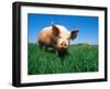 Domestic Pig Portrait, Yorkshire Breed-Lynn M. Stone-Framed Photographic Print
