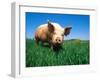 Domestic Pig Portrait, Yorkshire Breed-Lynn M. Stone-Framed Photographic Print