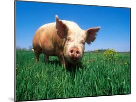 Domestic Pig Portrait, Yorkshire Breed-Lynn M. Stone-Mounted Photographic Print