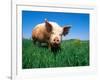 Domestic Pig Portrait, Yorkshire Breed-Lynn M. Stone-Framed Photographic Print